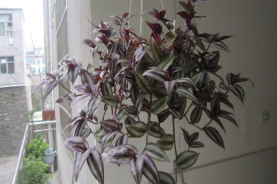 紫叶吊竹梅的养殖方法和注意事项(图3)