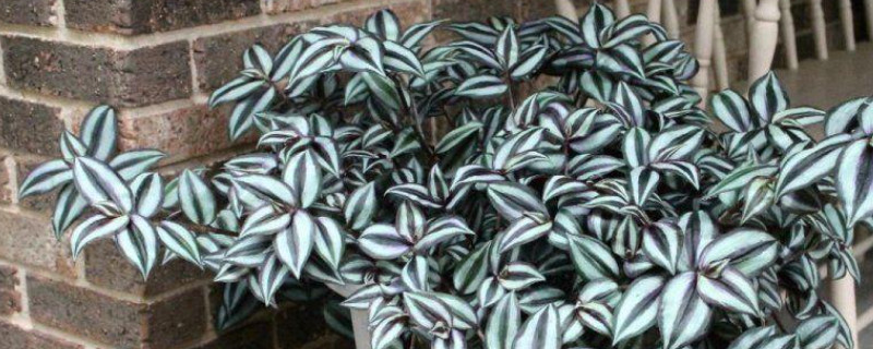 紫叶吊竹梅的养殖方法和注意事项(图1)