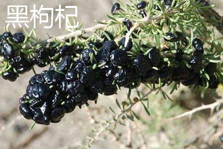 黑枸杞 黑枸杞