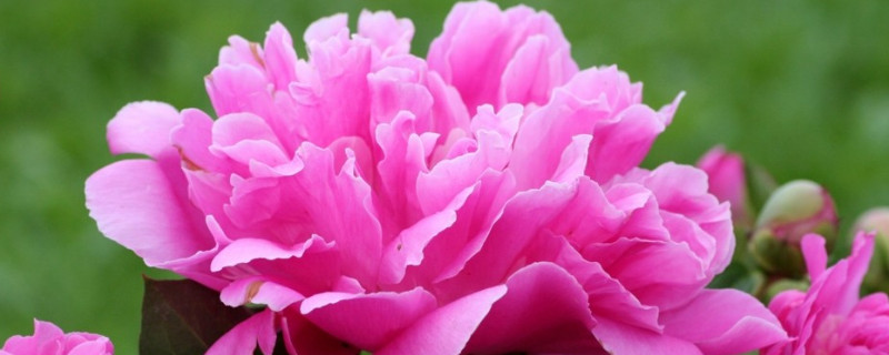 牡丹象征意义(图1)