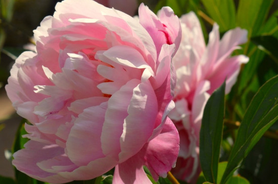 牡丹象征意义(图4)