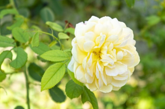 牡丹象征意义(图3)