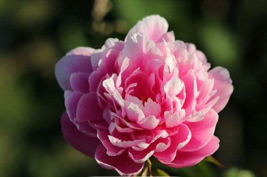 牡丹象征意义(图2)