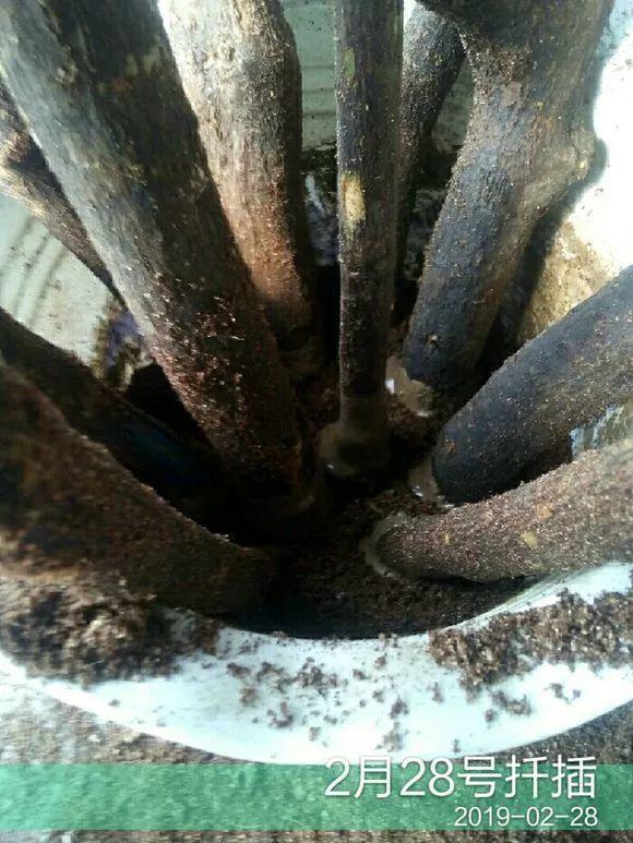 20种常见的扦插方法（扦插有啥难1根吸管）(49)