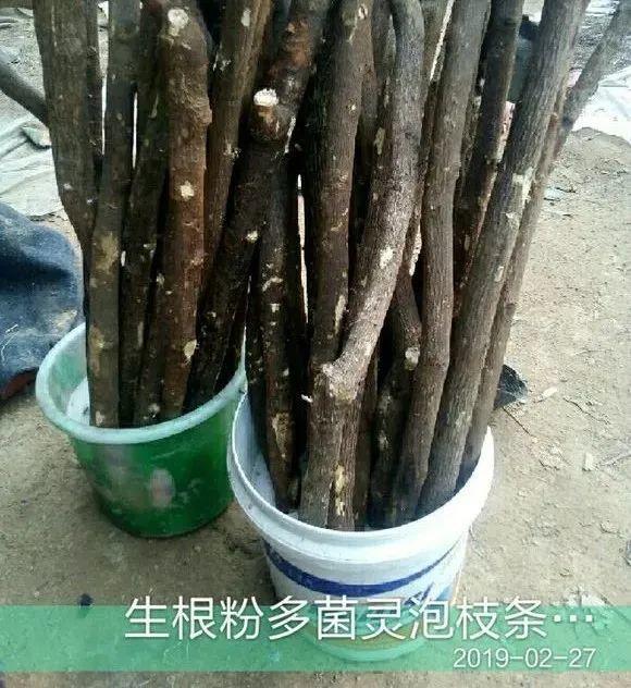 20种常见的扦插方法（扦插有啥难1根吸管）(45)