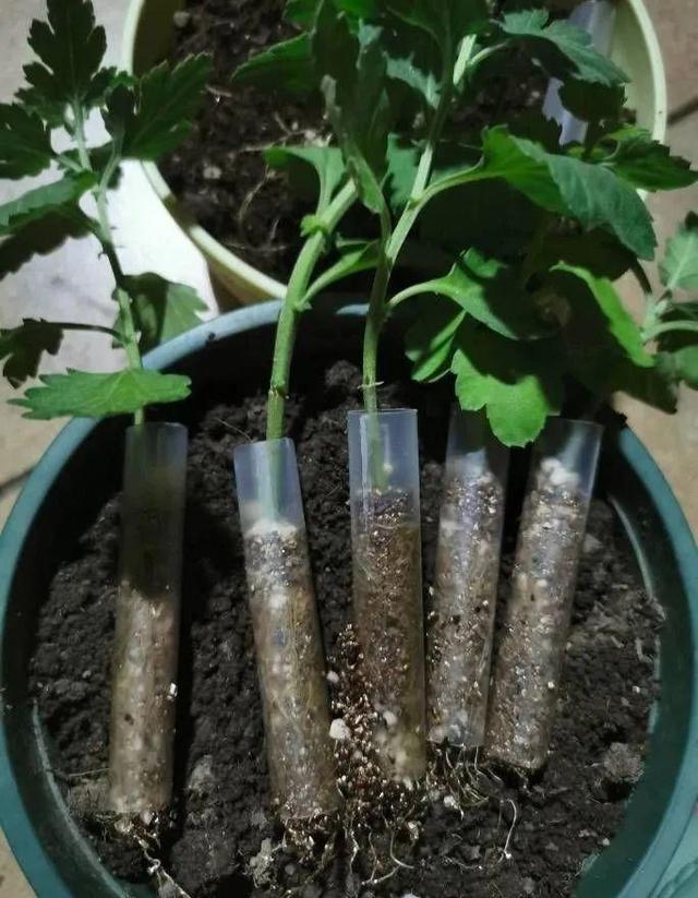 20种常见的扦插方法（扦插有啥难1根吸管）(9)