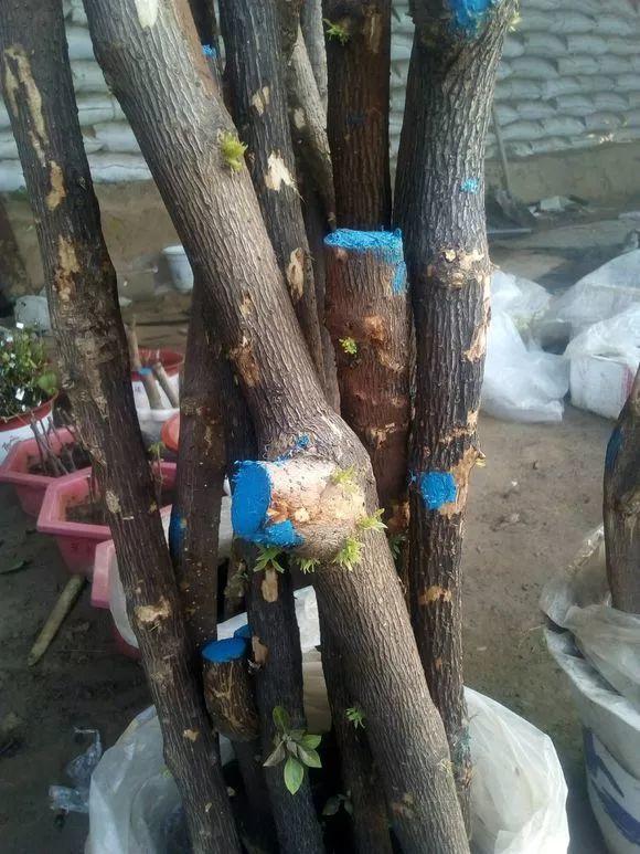 20种常见的扦插方法（扦插有啥难1根吸管）(52)