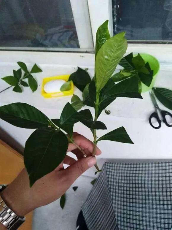 20种常见的扦插方法（扦插有啥难1根吸管）(38)