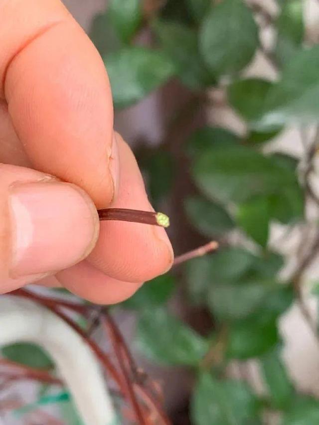 20种常见的扦插方法（扦插有啥难1根吸管）(11)