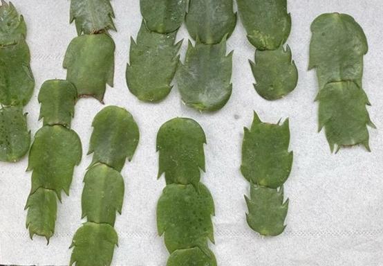 20种常见的扦插方法（扦插有啥难1根吸管）(21)