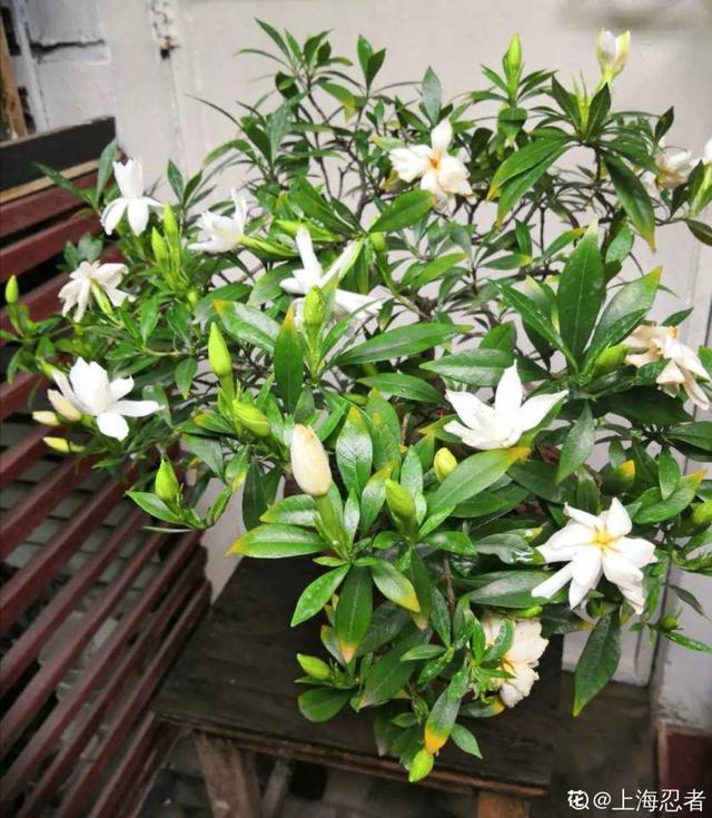 20种常见的扦插方法（扦插有啥难1根吸管）(33)