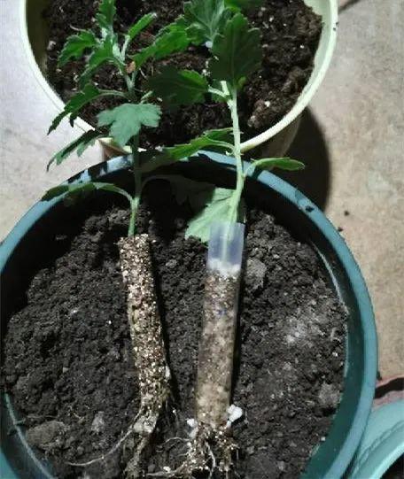 20种常见的扦插方法（扦插有啥难1根吸管）(1)