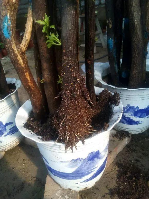 20种常见的扦插方法（扦插有啥难1根吸管）(53)