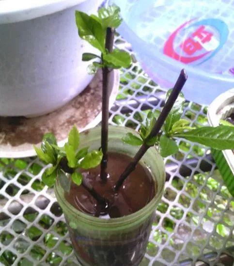 20种常见的扦插方法（扦插有啥难1根吸管）(39)