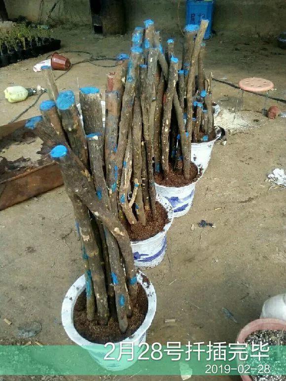 20种常见的扦插方法（扦插有啥难1根吸管）(50)