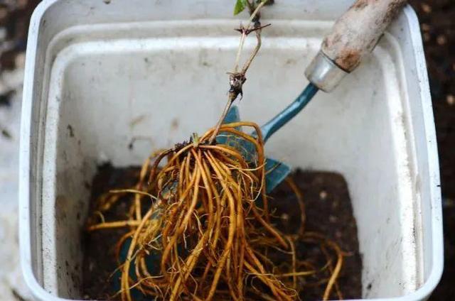 20种常见的扦插方法（扦插有啥难1根吸管）(16)