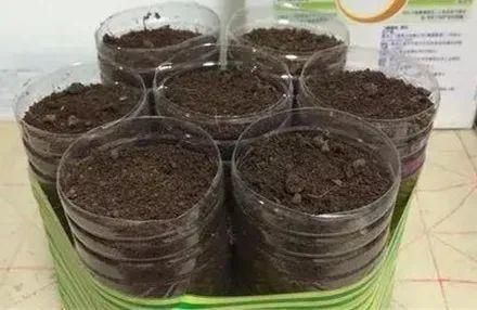 20种常见的扦插方法（扦插有啥难1根吸管）(35)