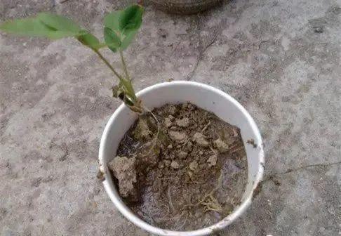 20种常见的扦插方法（扦插有啥难1根吸管）(32)