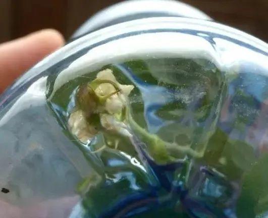 20种常见的扦插方法（扦插有啥难1根吸管）(31)