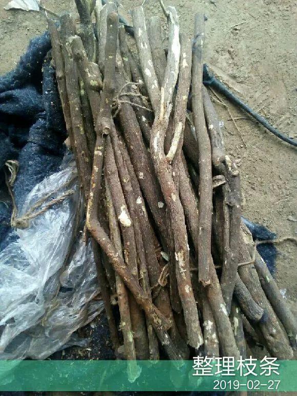 20种常见的扦插方法（扦插有啥难1根吸管）(44)