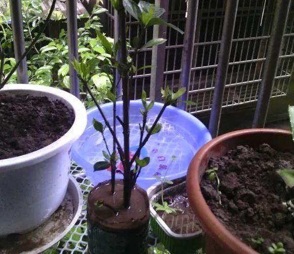 20种常见的扦插方法（扦插有啥难1根吸管）(40)