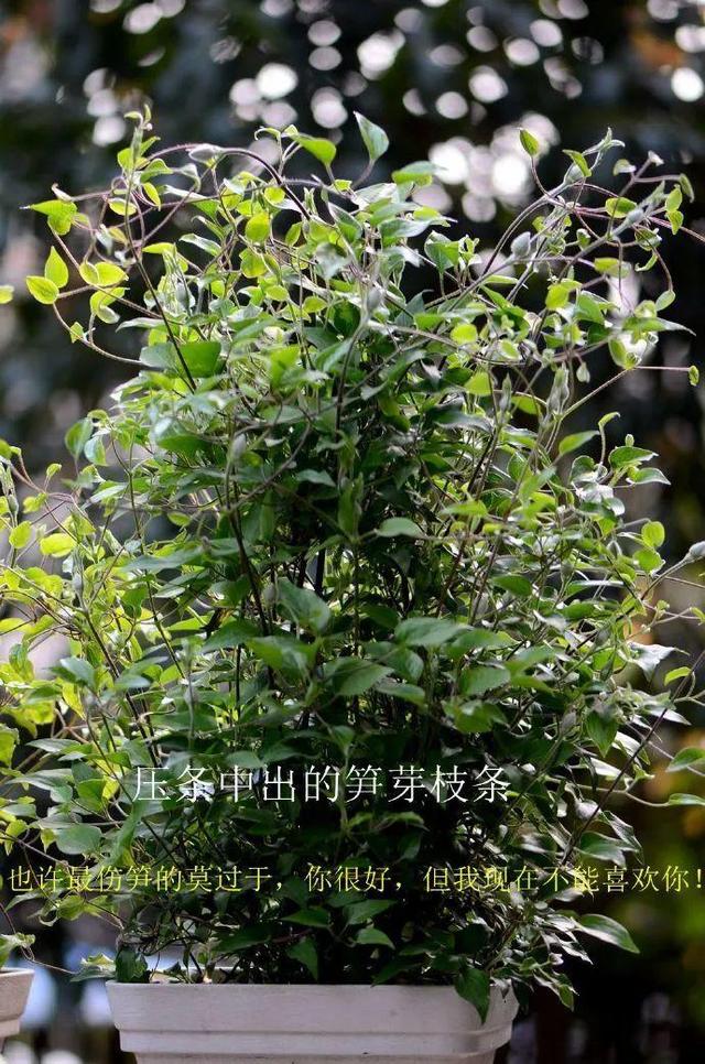 20种常见的扦插方法（扦插有啥难1根吸管）(17)