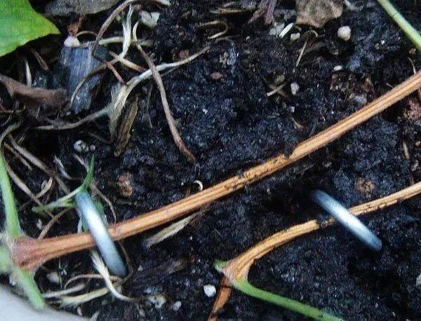 20种常见的扦插方法（扦插有啥难1根吸管）(14)