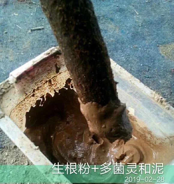 20种常见的扦插方法（扦插有啥难1根吸管）(46)