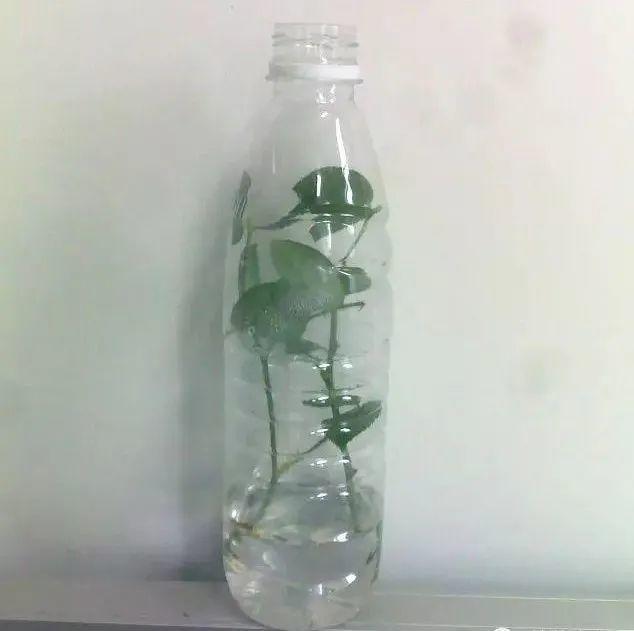 20种常见的扦插方法（扦插有啥难1根吸管）(29)