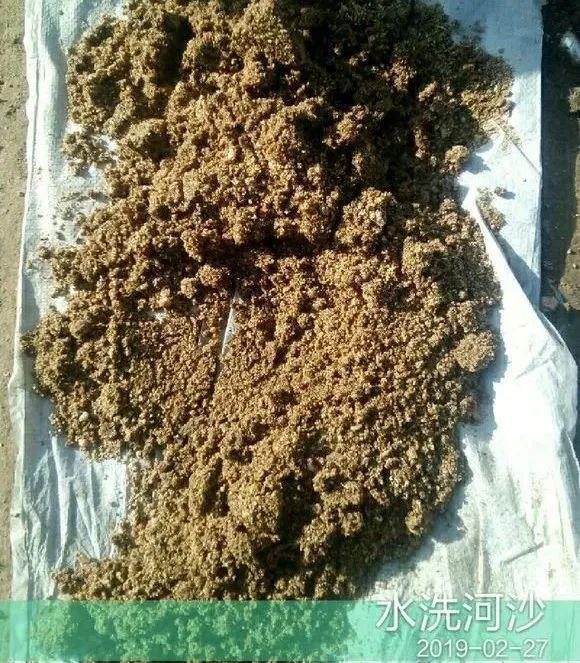 20种常见的扦插方法（扦插有啥难1根吸管）(47)