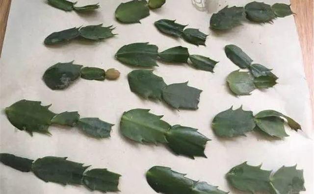 20种常见的扦插方法（扦插有啥难1根吸管）(20)