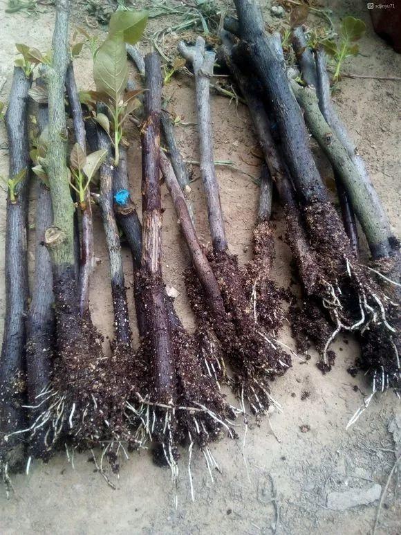 20种常见的扦插方法（扦插有啥难1根吸管）(55)