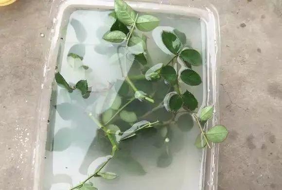 20种常见的扦插方法（扦插有啥难1根吸管）(28)