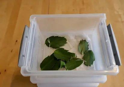 20种常见的扦插方法（扦插有啥难1根吸管）(23)