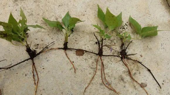 20种常见的扦插方法（扦插有啥难1根吸管）(15)