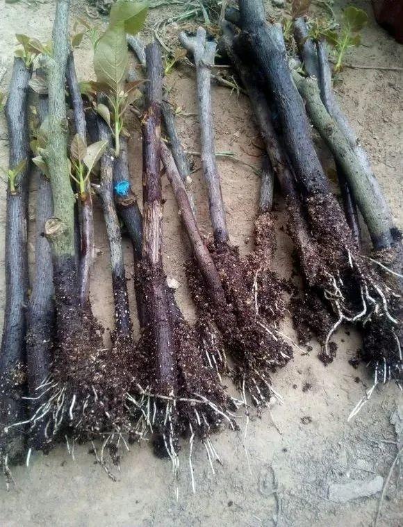 20种常见的扦插方法（扦插有啥难1根吸管）(42)