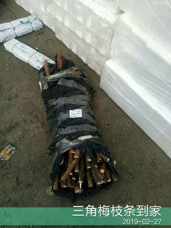 20种常见的扦插方法（扦插有啥难1根吸管）(43)