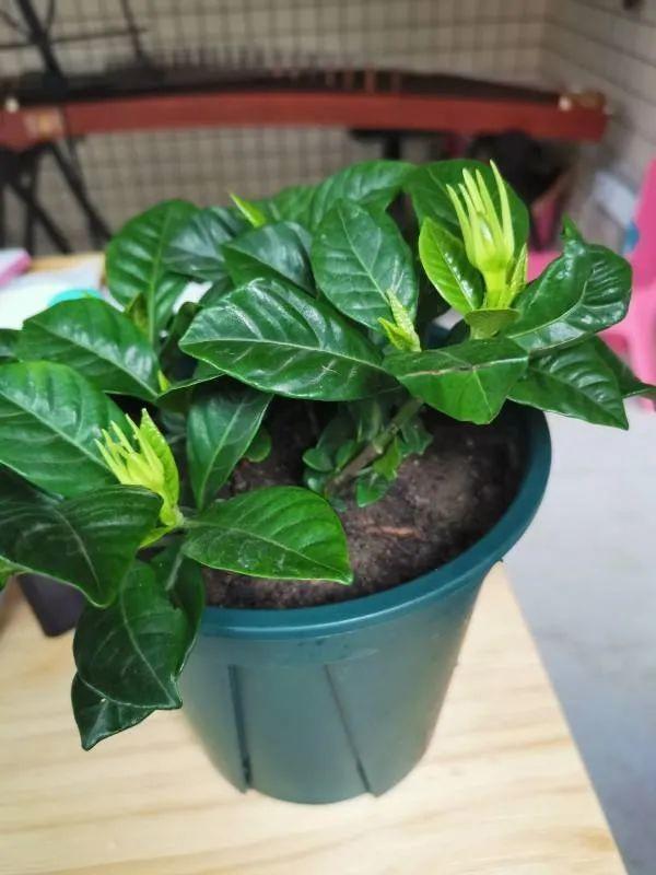 20种常见的扦插方法（扦插有啥难1根吸管）(41)