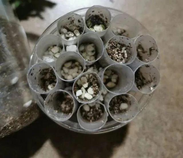 20种常见的扦插方法（扦插有啥难1根吸管）(5)