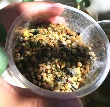 20种常见的扦插方法（扦插有啥难1根吸管）(36)