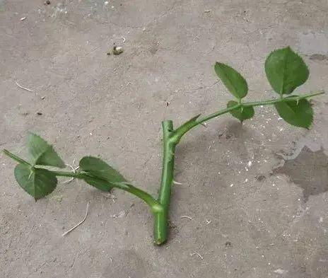 20种常见的扦插方法（扦插有啥难1根吸管）(27)