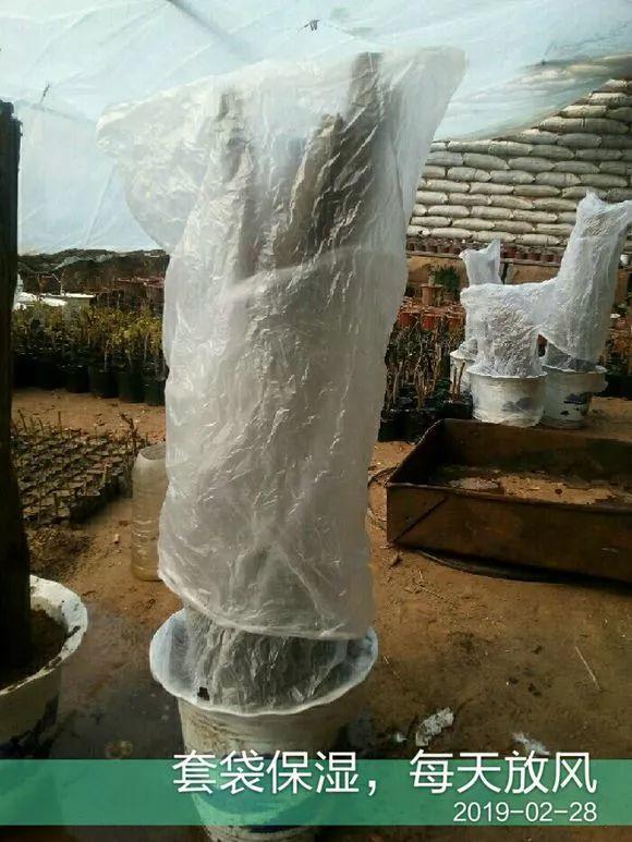 20种常见的扦插方法（扦插有啥难1根吸管）(51)