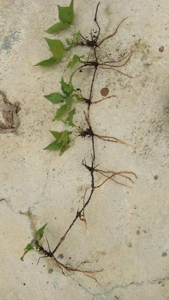 20种常见的扦插方法（扦插有啥难1根吸管）(10)