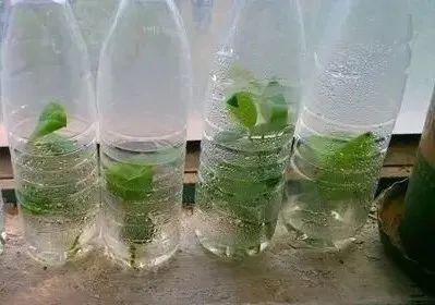 20种常见的扦插方法（扦插有啥难1根吸管）(30)