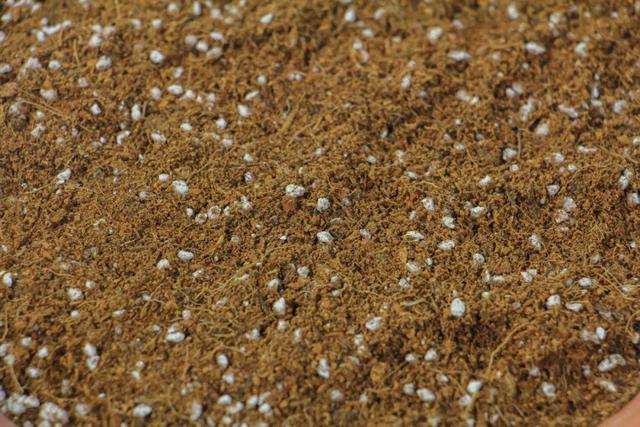 20种常见的扦插方法（扦插有啥难1根吸管）(13)