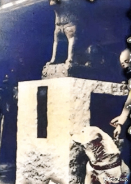 忠犬八公真实照片，主人已不在人世，但它每天仍然坐那盼主人回来