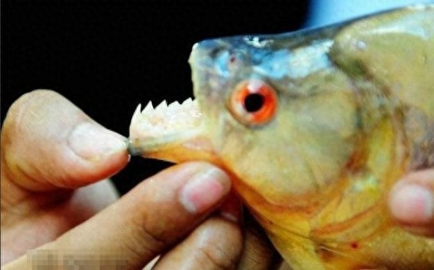 杀伤力惊人的亚马逊“水怪”