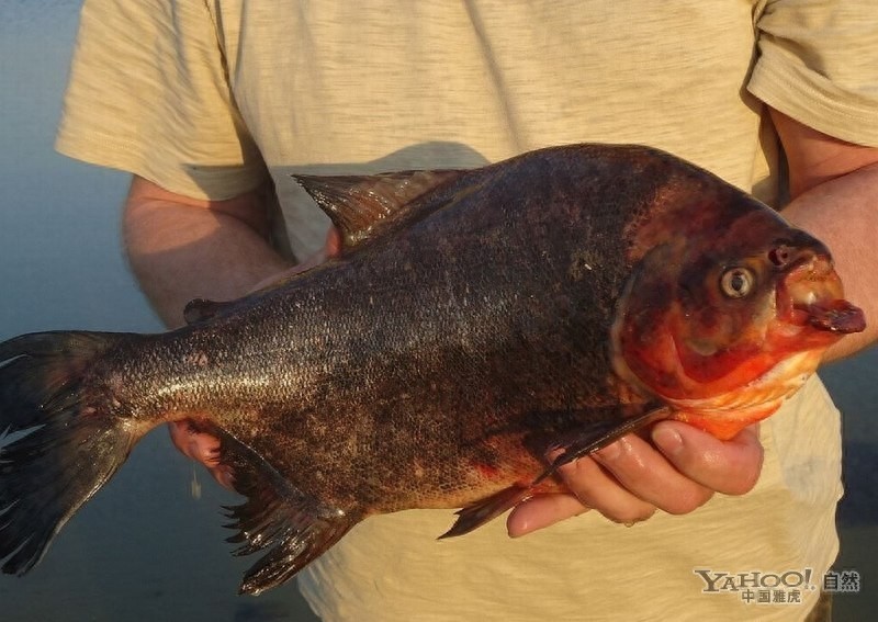 杀伤力惊人的亚马逊“水怪”