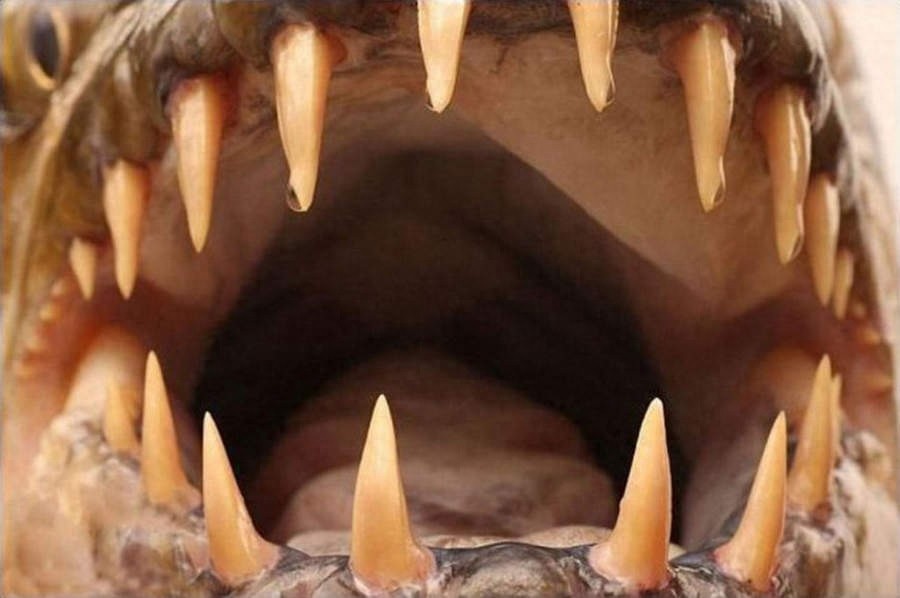 杀伤力惊人的亚马逊“水怪”