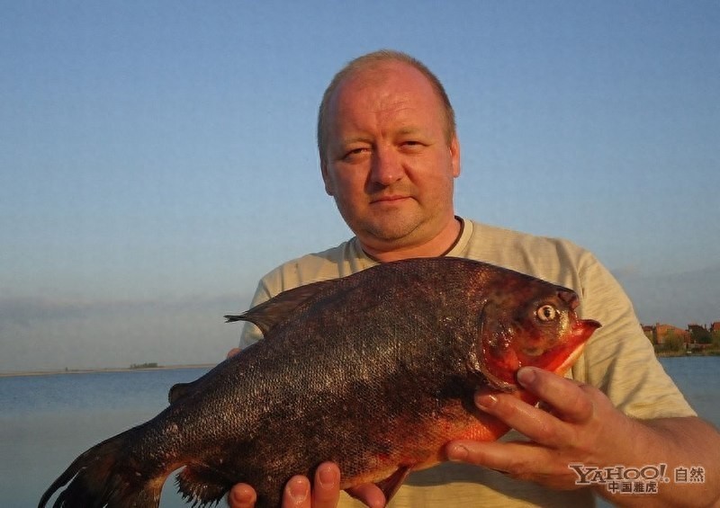 杀伤力惊人的亚马逊“水怪”